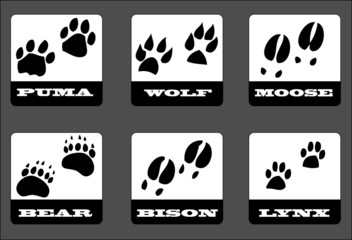 Animal tracks © Eugen