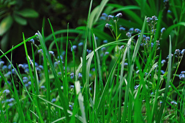spring grass