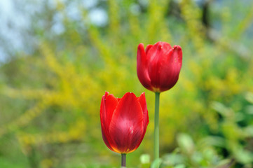 Obraz premium spring flower