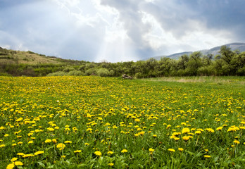 Dandelions field