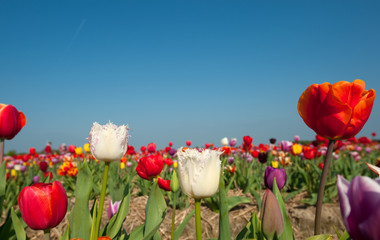 Multi-colored tulips