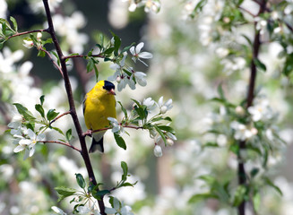 Gold finch and white blooms