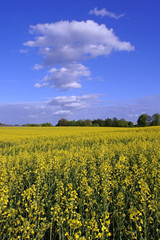 Raps und Wolken
