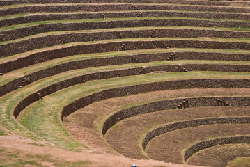 Maras
