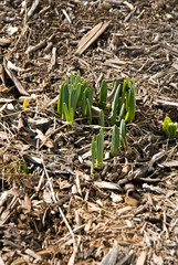 Spring Beginning