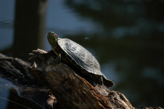 Schildkr&ouml;te