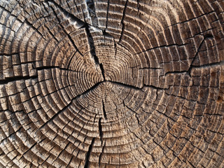 Fototapeta premium Annual ring