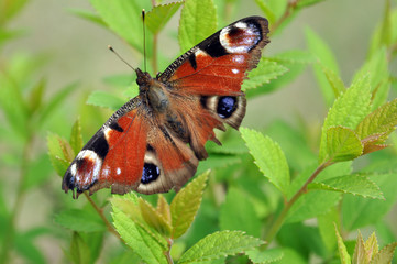 Colorful Butterfly