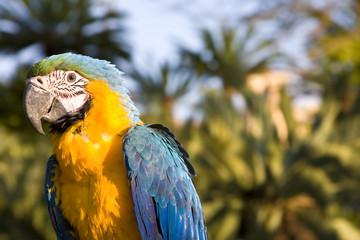 Yellow and blue macaw in jungle setting