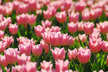 field of tulips
