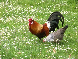 poule et coq biologiques en plein champ