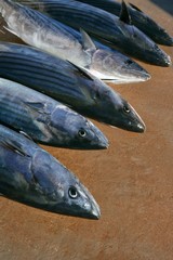 Bonito, skipjack tuna, Sarda Sarda in a row
