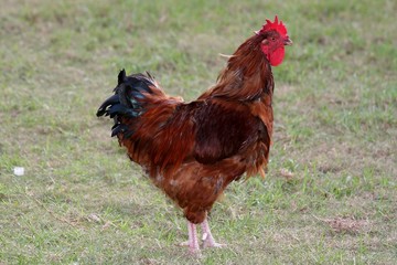 Red Rooster