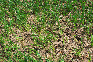 Wheat growing in parched conditions on a farm