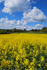 Obraz premium Rapeseed growing in a field in the Kent countryside in England