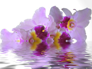 Agua e Orquídea