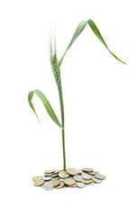 Fototapeta na wymiar Wheat growing from pile of coins