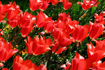 tulipes