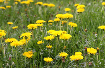 Butterblumenwiese