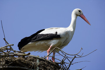 Cigogne au nid