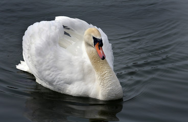 Cygne mena&ccedil;ant