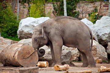 Elephant and log