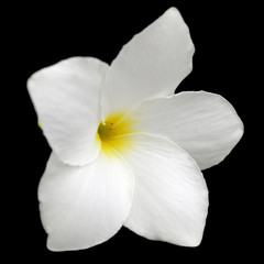 Fototapeta na wymiar Biały frangipani kwiat na czarnym tle