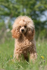 pose statique du caniche nain vu de face dans le jardin