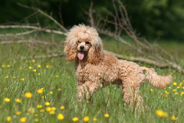 le caniche nain joyeux qui marche dans les champs