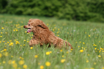 la course du caniche nain dans les champs en ete