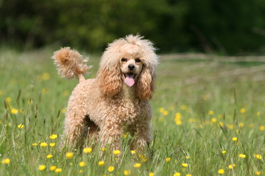 caniche nain en balade dans les champs au printemps
