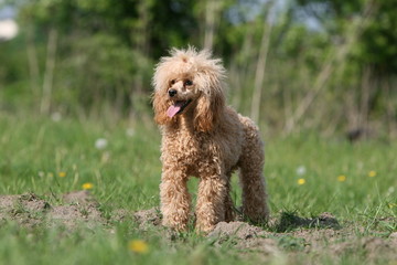 caniche nain joyeux de se balader dans la campagne