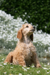 grand caniche assis qui regarde en l'air dans le ciel