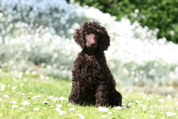 la position assise du grand caniche à la campagne