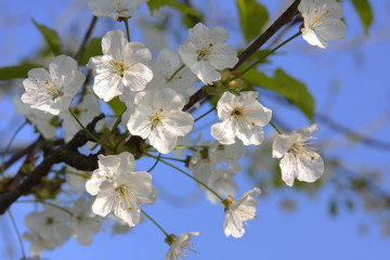 Kirschblüten