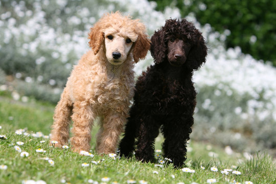 pose pour deux jeunes  grand caniche dans une prairie