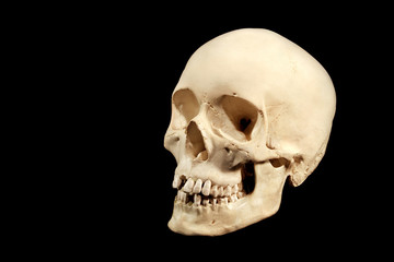 human skull facing left, isolation on black background