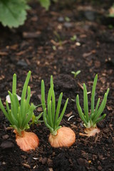 Spring Onions in Soil