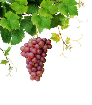 Isolated grapevine with pink grape cluster