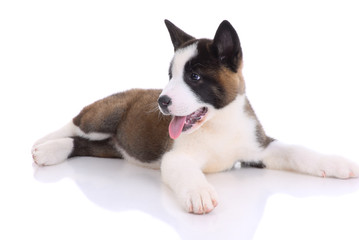 .Akita purebred puppy on white background