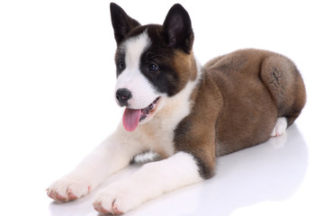 .Akita purebred puppy on white background