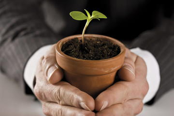 Hände halten Blumentopf mit kleiner Pflanze