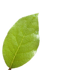 Fototapeta na wymiar Single leaf