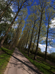 Fototapeta premium country lane