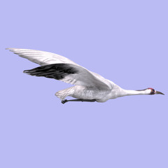 Great White Crane