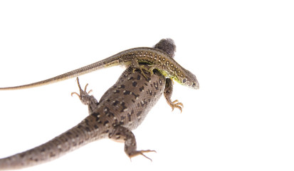 Lizard