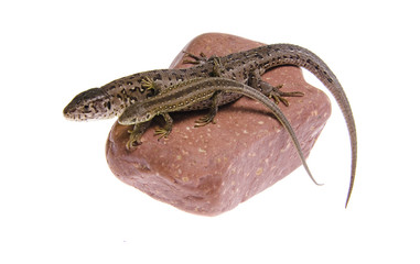 Lizard