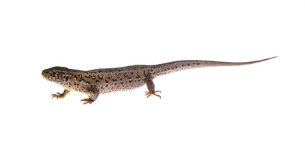 Lizard