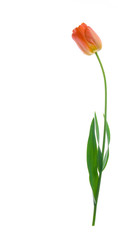 Fototapeta na wymiar Tulip isolated on white background