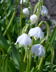Fototapeta premium snowdrops